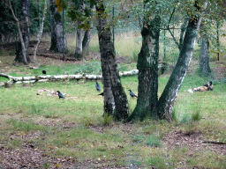 African Wild Dog and Crows at the Safaripark Beekse Bergen, viewed from the car during the Autosafari