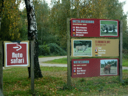 Explanation on the Square-lipped Rhinoceros, Common Eland and Watusi Cattle at the Safaripark Beekse Bergen, viewed from the car during the Autosafari