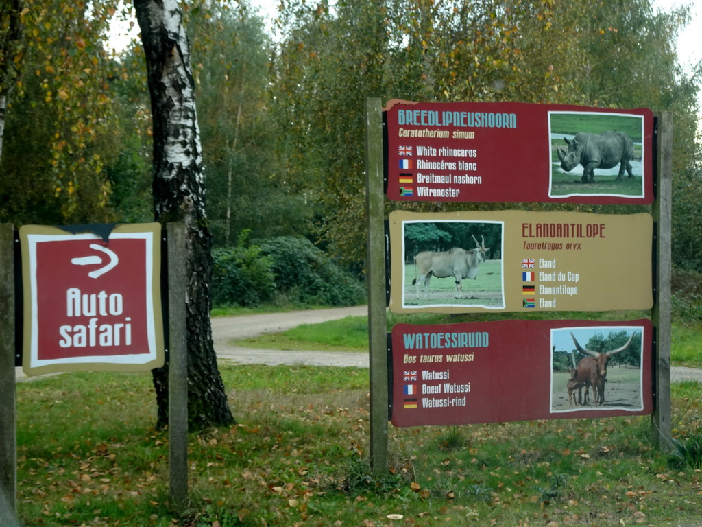 Explanation on the Square-lipped Rhinoceros, Common Eland and Watusi Cattle at the Safaripark Beekse Bergen, viewed from the car during the Autosafari