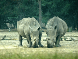 Square-lipped Rhinoceroses at the Safaripark Beekse Bergen, viewed from the car during the Autosafari