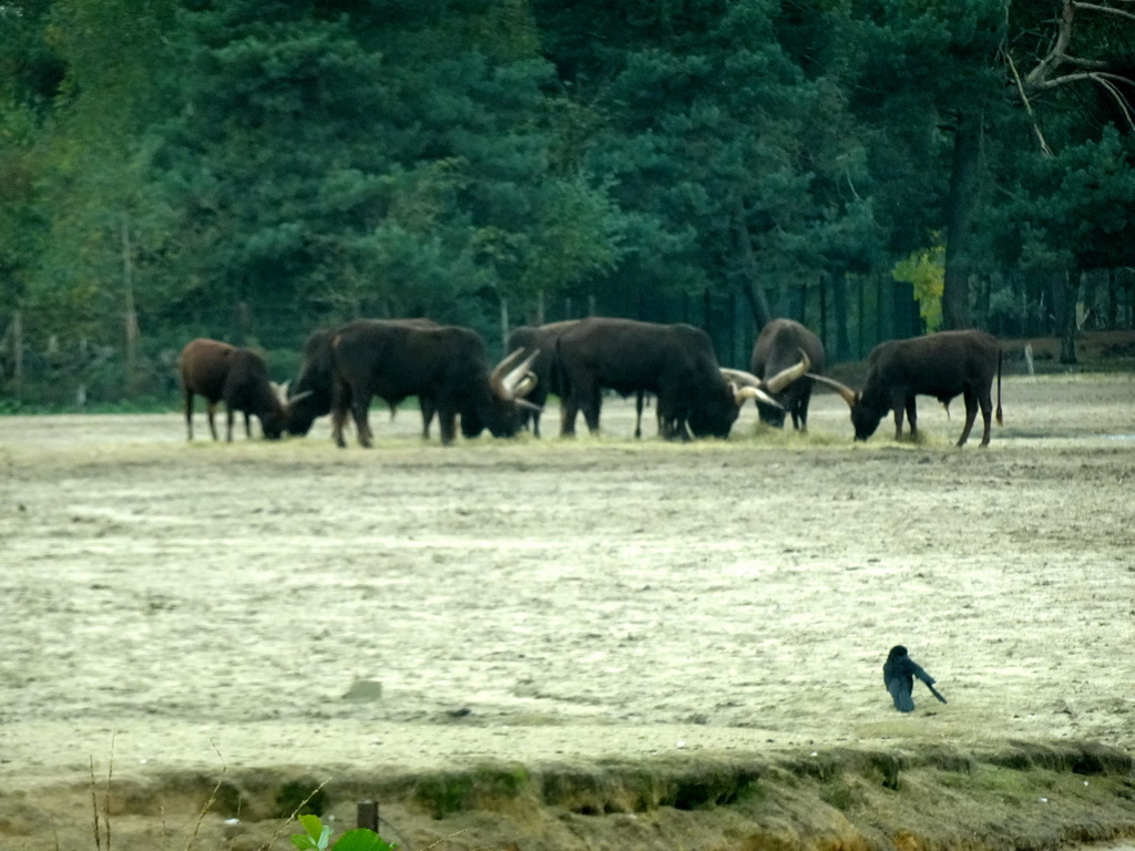 Watusi Cattle at the Safaripark Beekse Bergen, viewed from the car during the Autosafari