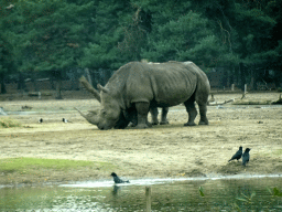 Square-lipped Rhinoceroses at the Safaripark Beekse Bergen, viewed from the car during the Autosafari