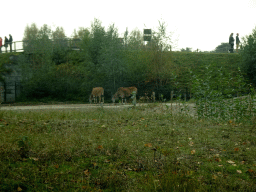Common Elands at the Safaripark Beekse Bergen, viewed from the car during the Autosafari
