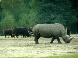 Square-lipped Rhinoceros and Watusi Cattle at the Safaripark Beekse Bergen, viewed from the car during the Autosafari