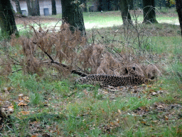 Cheetah at the Safaripark Beekse Bergen, viewed from the car during the Autosafari