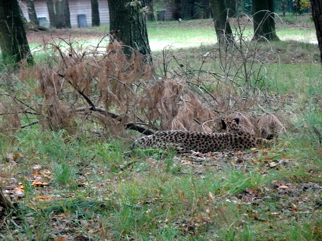 Cheetah at the Safaripark Beekse Bergen, viewed from the car during the Autosafari
