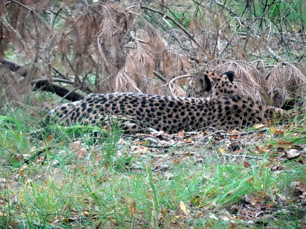 Cheetah at the Safaripark Beekse Bergen, viewed from the car during the Autosafari