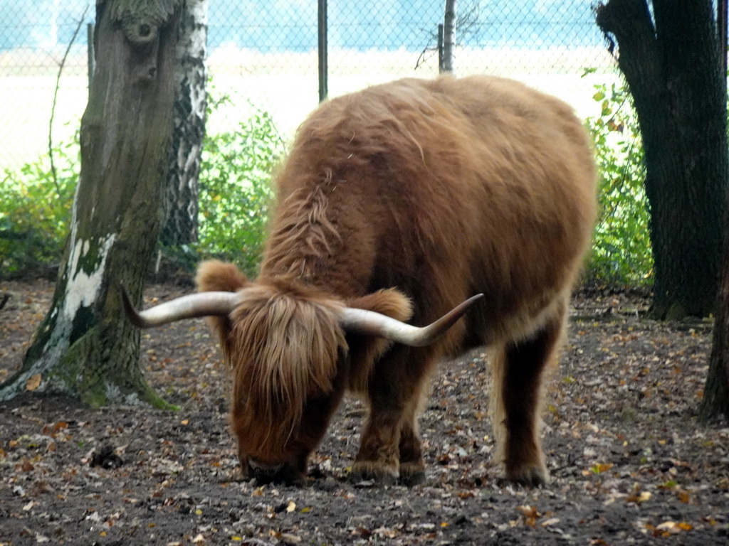 Highland Cattle at the Safaripark Beekse Bergen, viewed from the car during the Autosafari