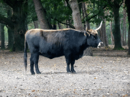 Highland Cattle at the Safaripark Beekse Bergen, viewed from the car during the Autosafari