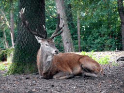 Père David`s Deer at the Safaripark Beekse Bergen, viewed from the car during the Autosafari