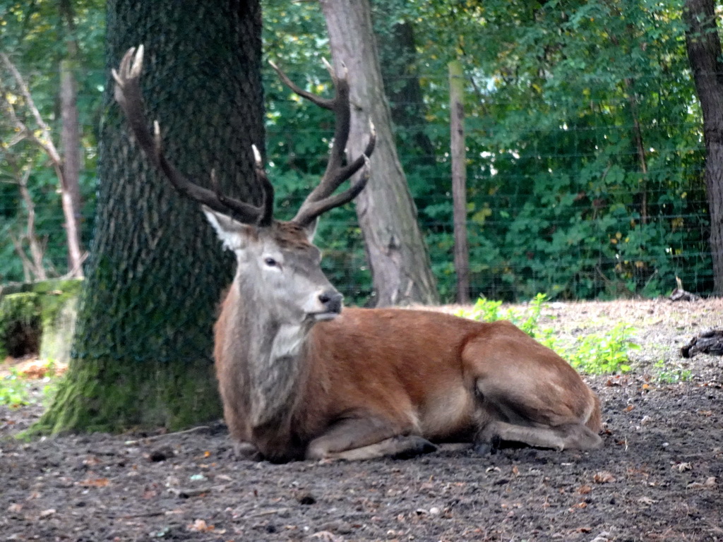 Père David`s Deer at the Safaripark Beekse Bergen, viewed from the car during the Autosafari