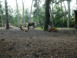 Père David`s Deer at the Safaripark Beekse Bergen, viewed from the car during the Autosafari