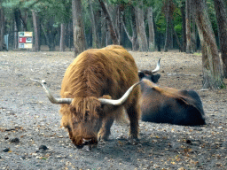 Highland Cattle at the Safaripark Beekse Bergen, viewed from the car during the Autosafari