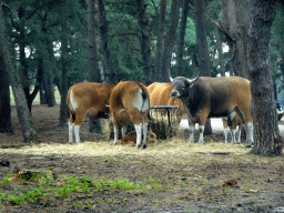 Bantengs at the Safaripark Beekse Bergen, viewed from the car during the Autosafari
