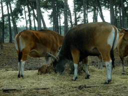 Bantengs at the Safaripark Beekse Bergen, viewed from the car during the Autosafari