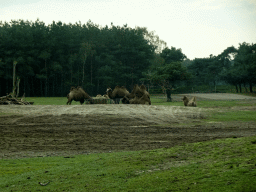 Camels and Przewalski`s Horses at the Safaripark Beekse Bergen, viewed from the car during the Autosafari