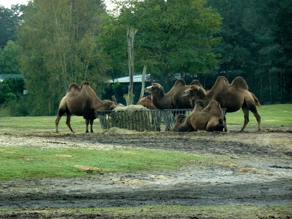 Camels and a Przewalski`s Horse at the Safaripark Beekse Bergen, viewed from the car during the Autosafari