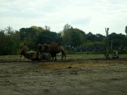 Camels, Przewalski`s Horses and the Birds of Prey Safari area at the Safaripark Beekse Bergen, viewed from the car during the Autosafari