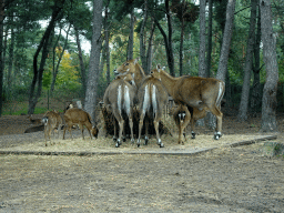 Nilgais and Tonkin Sika Deer at the Safaripark Beekse Bergen, viewed from the car during the Autosafari