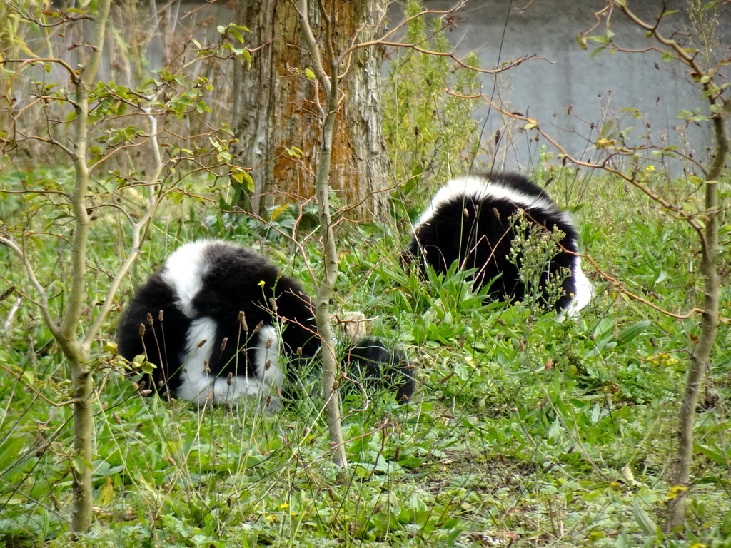 Black-and-white Ruffed Lemurs at the Safaripark Beekse Bergen