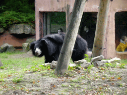 Sloth Bear at the Safaripark Beekse Bergen