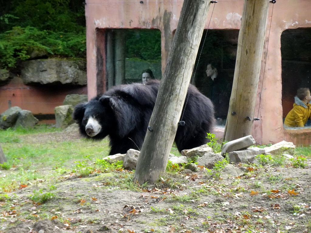 Sloth Bear at the Safaripark Beekse Bergen