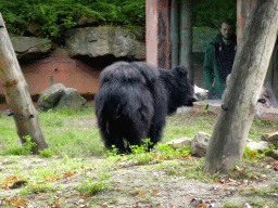 Sloth Bear at the Safaripark Beekse Bergen