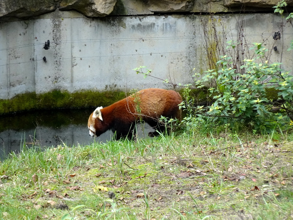 Red Panda at the Safaripark Beekse Bergen