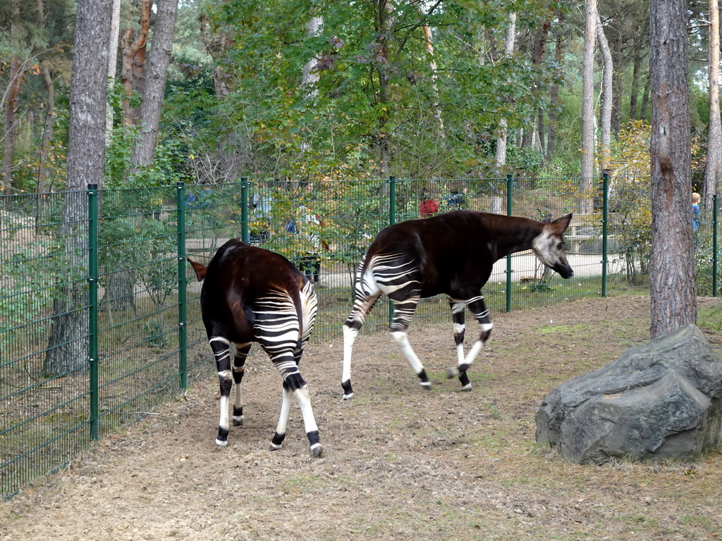 Okapis at the Safaripark Beekse Bergen