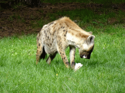 Spotted Hyena at the Safaripark Beekse Bergen