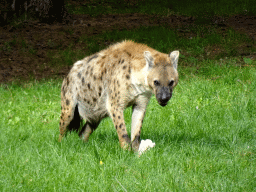 Spotted Hyena at the Safaripark Beekse Bergen