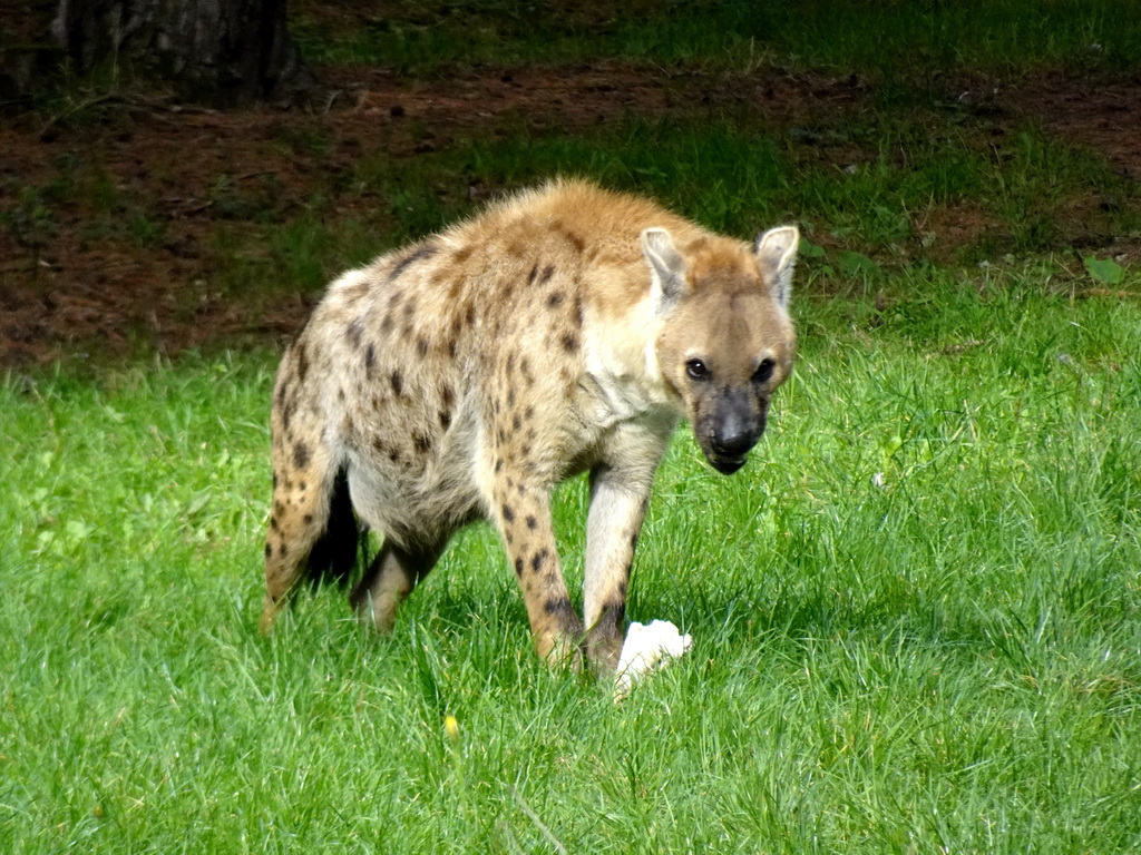 Spotted Hyena at the Safaripark Beekse Bergen