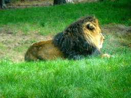 Lion at the Safaripark Beekse Bergen