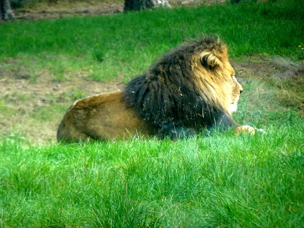 Lion at the Safaripark Beekse Bergen