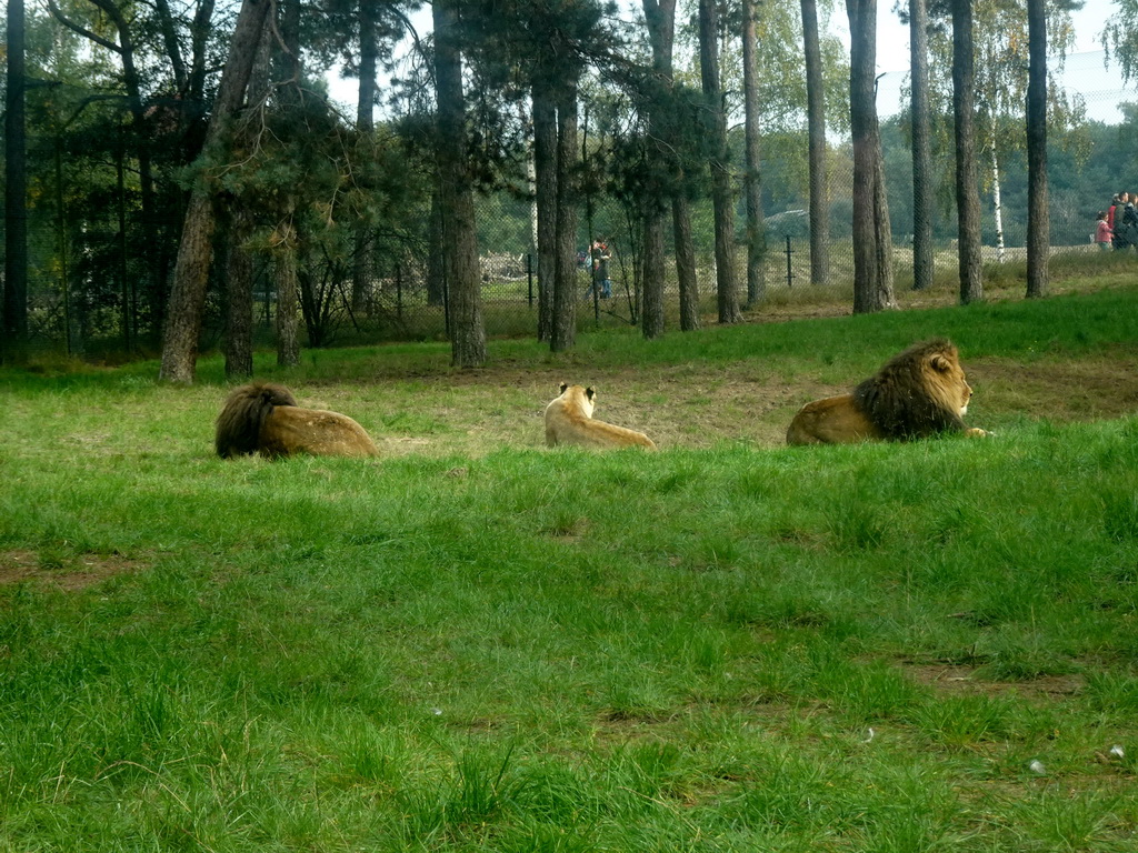 Lions at the Safaripark Beekse Bergen