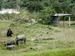 Western Lowland Gorilla and Black-and-white Colobuses at the Safaripark Beekse Bergen