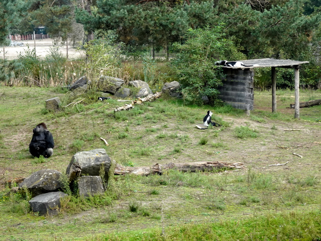 Western Lowland Gorilla and Black-and-white Colobuses at the Safaripark Beekse Bergen