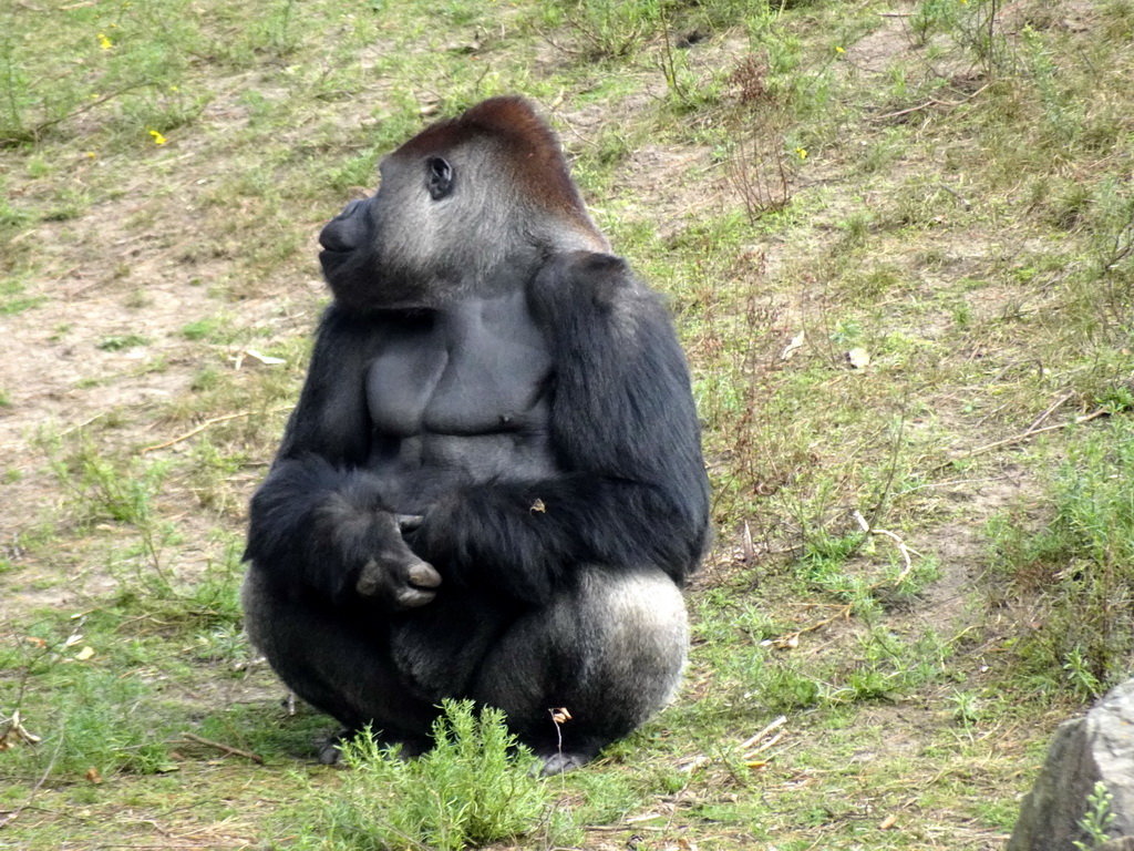 Western Lowland Gorilla at the Safaripark Beekse Bergen