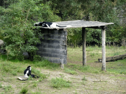 Black-and-white Colobuses at the Safaripark Beekse Bergen