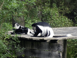 Black-and-white Colobuses at the Safaripark Beekse Bergen