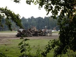 African Elephants and Hamadryas Baboons at the Safaripark Beekse Bergen