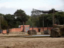 African Elephant and Hamadryas Baboons at the Safaripark Beekse Bergen