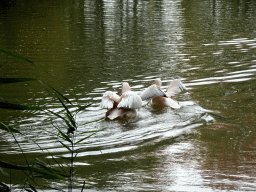 Max on stepping stones near the Afrikadorp village at the Safaripark Beekse Bergen