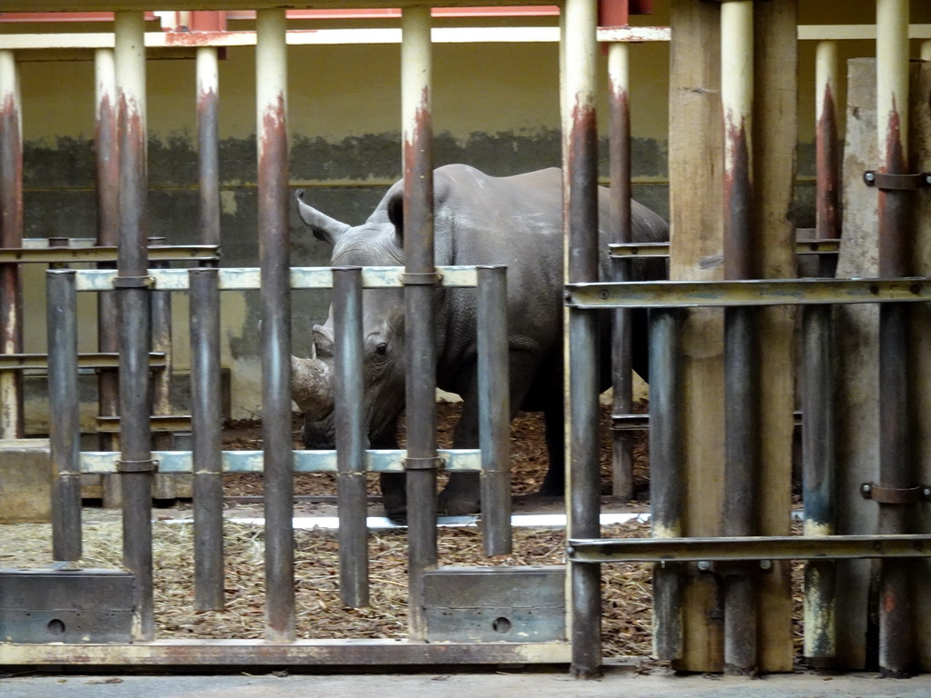 Mother and young Square-lipped Rhinoceros at the Safaripark Beekse Bergen