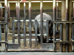 Mother and young Square-lipped Rhinoceros at the Safaripark Beekse Bergen