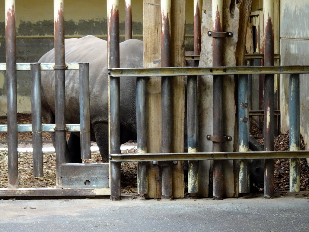 Mother and young Square-lipped Rhinoceros at the Safaripark Beekse Bergen