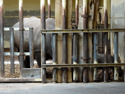 Mother and young Square-lipped Rhinoceros at the Safaripark Beekse Bergen