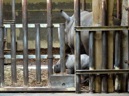 Mother and young Square-lipped Rhinoceros at the Safaripark Beekse Bergen