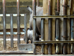 Mother and young Square-lipped Rhinoceros at the Safaripark Beekse Bergen