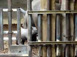 Young Square-lipped Rhinoceros drinking from his mother at the Safaripark Beekse Bergen